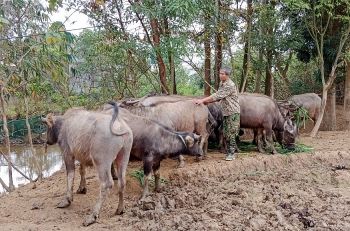 Người cao tuổi làm giàu từ mô hình chăn nuôi tổng hợp