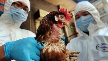 Điều cần biết và phòng, tránh bệnh cúm A (H5N1)