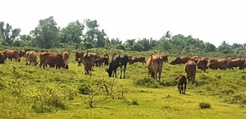 Ban Tổ chức Trung ương chuyển đơn tố cáo của dân đến Ban Chỉ đạo phòng, chống tham nhũng, tiêu cực tỉnh Long An xem xét