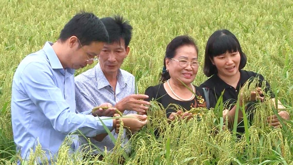 Nhân ái tấm lòng doanh nhân Đất Cảng