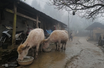 Gần 3000 con gia súc chết vì rét đậm, rét hại