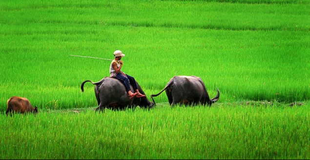 Tử vi 12 con giáp ngày 16/7/2022: Tuổi Sửu không nhận được sự chú ý nữa