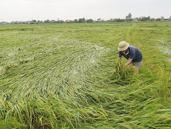 Tỉnh Hà Tĩnh: Mưa lớn kèm gió xoáy làm hàng ngàn ha lúa ngã rạp