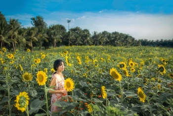 Đồi hoa mặt trời Ecopark khoe sắc đón thu sang