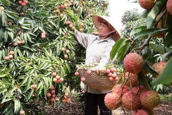 Bộ Công Thương: Hỗ trợ sản xuất, lưu thông và tiêu thụ vải thiều Thanh Hà