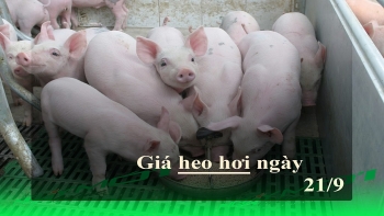 Giá heo hơi hôm nay 21/9: Ba miền giảm sâu, có nơi giảm 6.000đ/kg